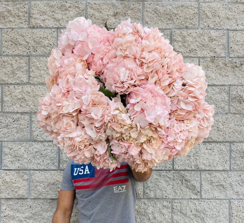 blush hydrangea