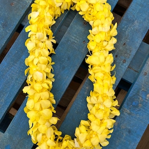 Fresh Dyed Yellow Bombay Orchid Lei - Double Thickness - Handmade Orchid Lei -  Fresh Hand Crafted Orchid Leis - Graduation Leis