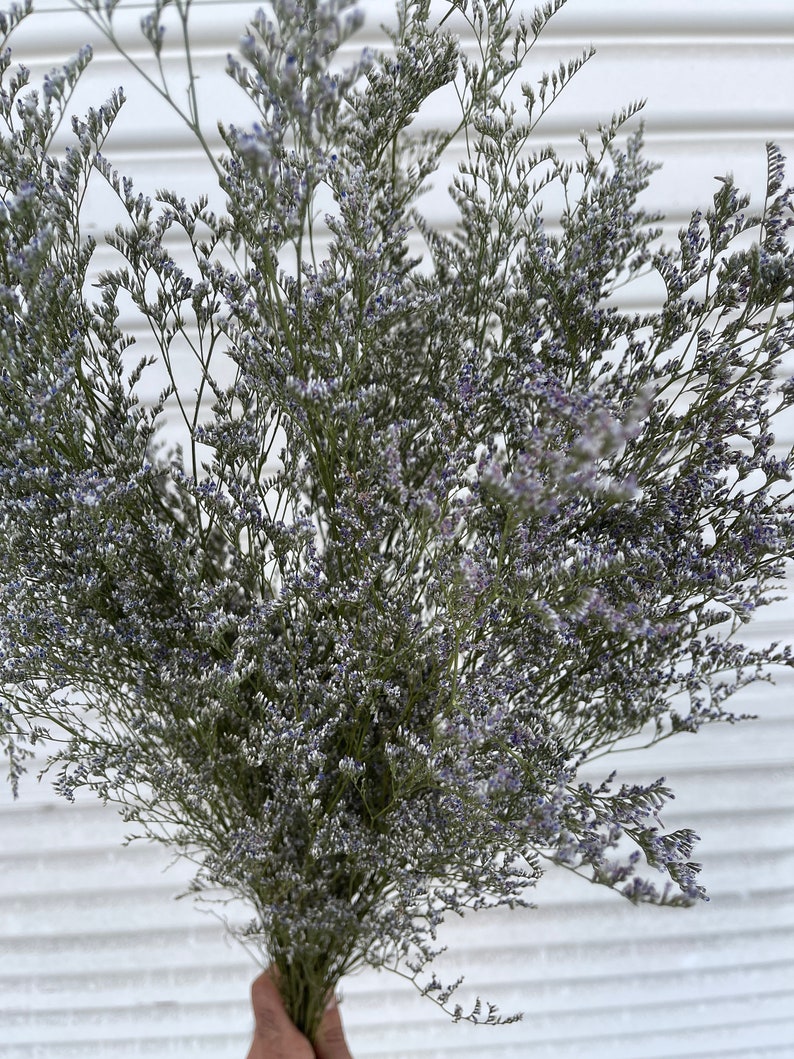 Preserved Blue Misty // Sea Lavender // Caspia // Naturally Grown Blue Misty Lemonium // California Grown image 4