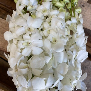 fresh white orchids