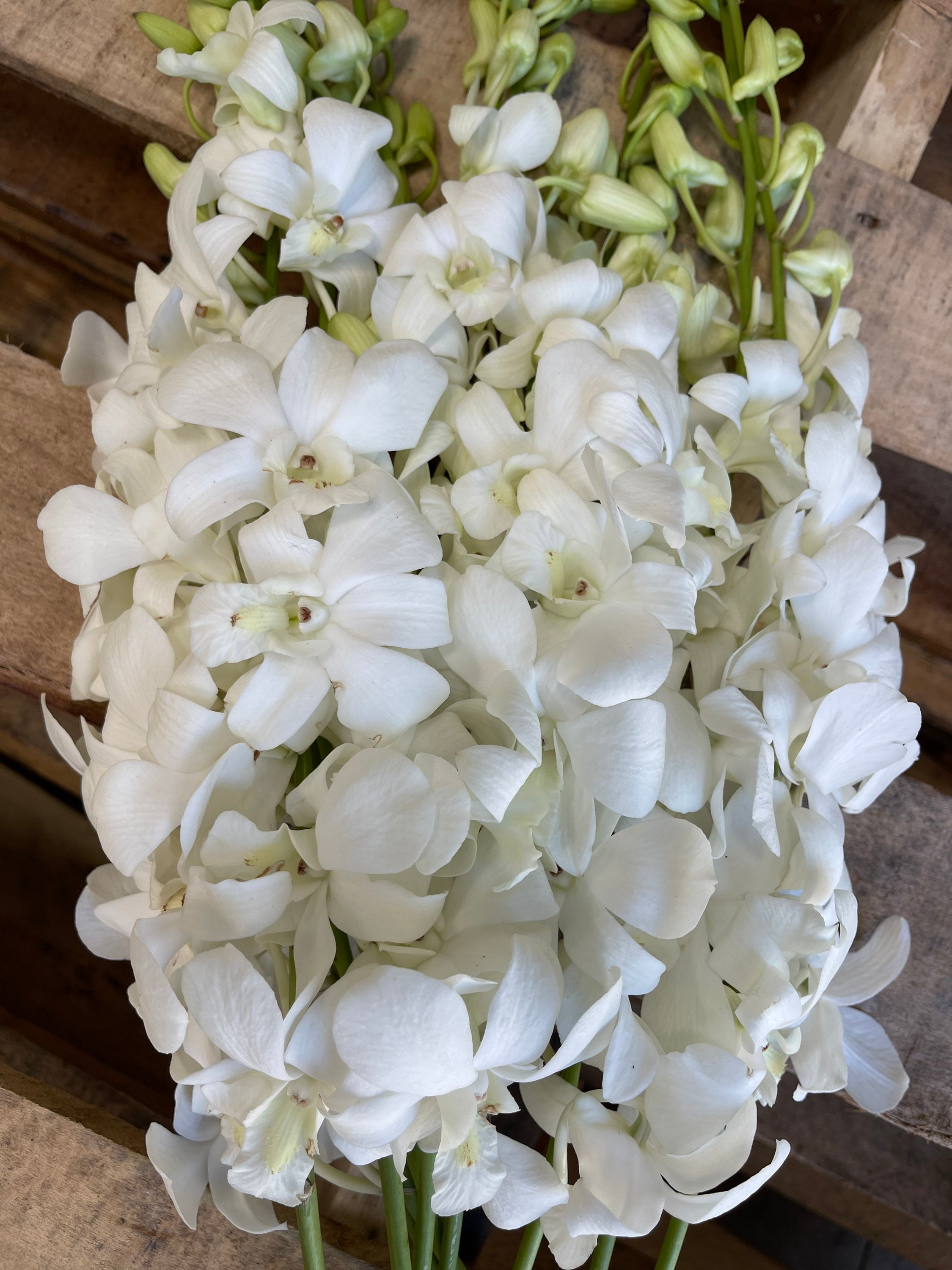 Fresh White Dendrobium Orchids // 10 Stems per Bundle // Fresh Orchids //  Wedding Centerpieces 