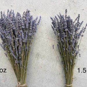 grosso lavender