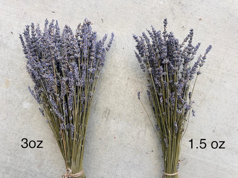 grosso lavender