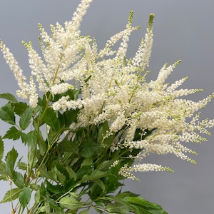 20 Stems Fresh Cut White Astilbi - Luxury Filler - Cut Flower -  Bulk Wedding Flowers - Wholesale Flowers
