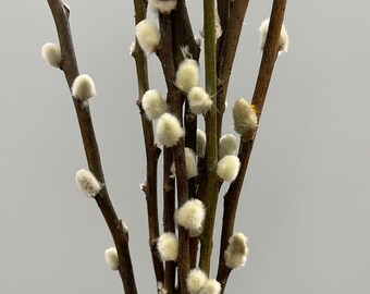23'' Pussy Willow Bundle: Blue [2150080BL] 