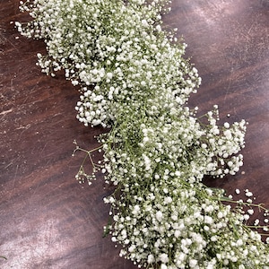 babys breath