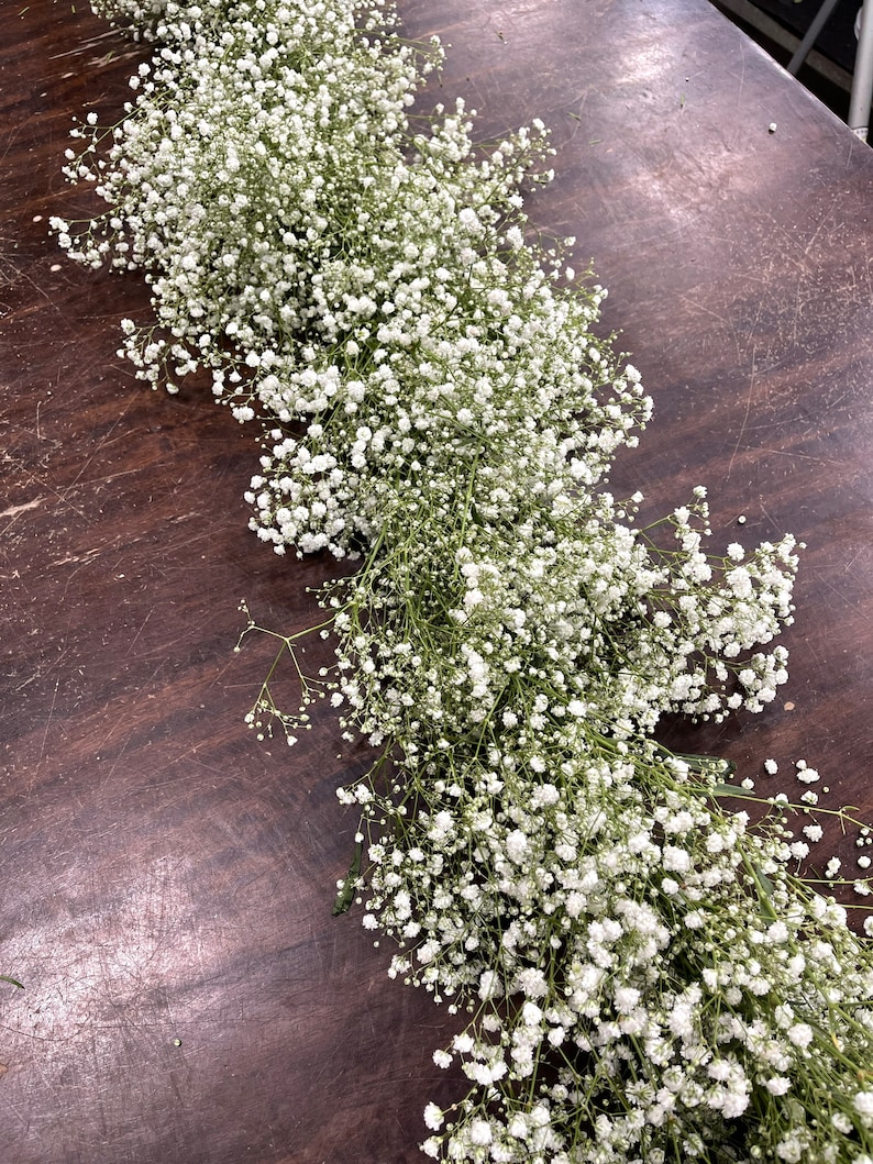 babys breath