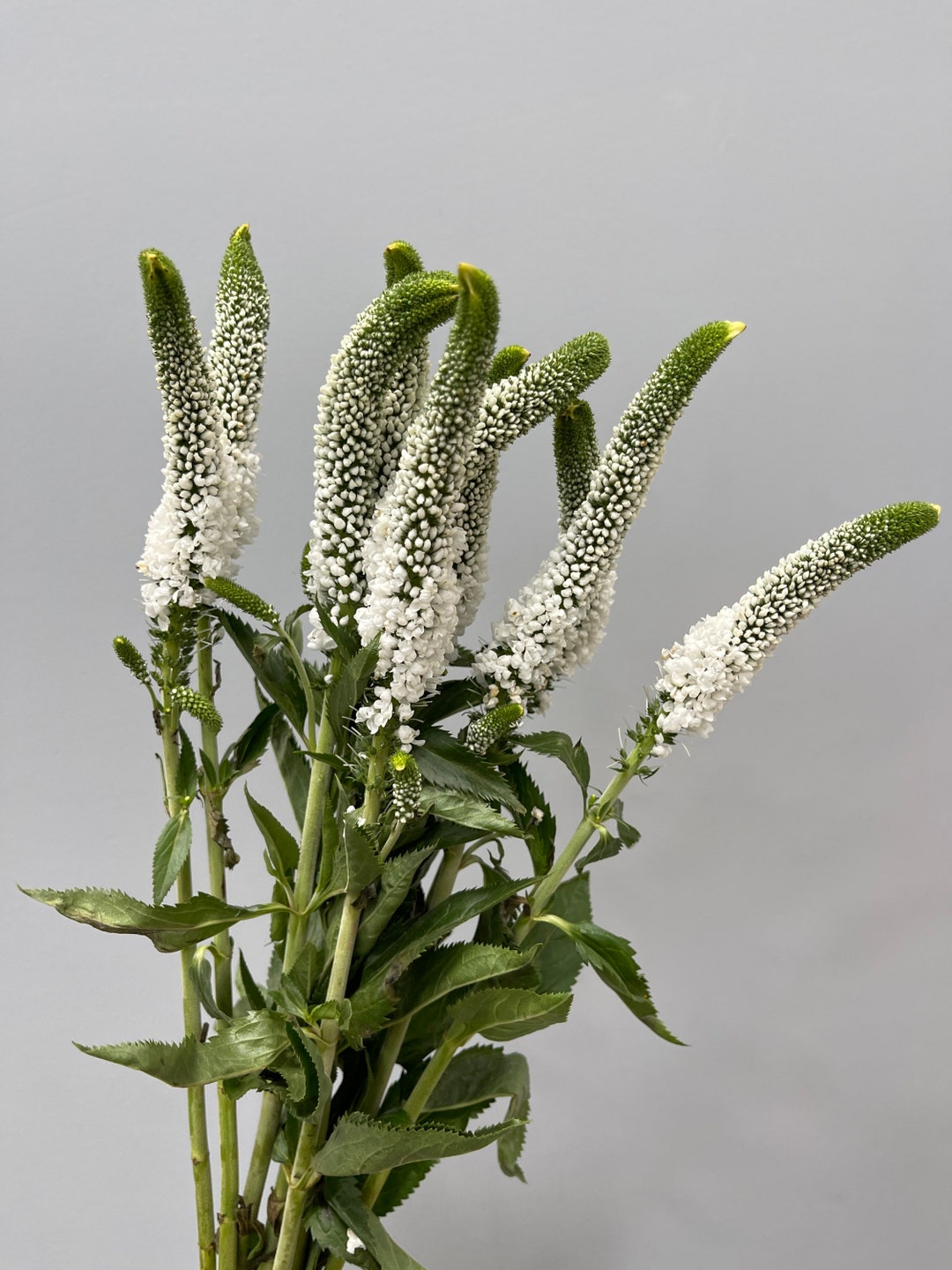 20 Fresh Veronica Luxury Filler Flower Cut Flower Bulk Wedding Flowers Wholesale Flowers Etsy