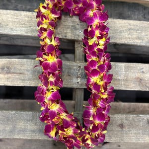 Fresh Yellow Bombay Orchid Lei - Double Thickness - Handmade Orchid Lei - white Vibrant Fresh Hand Crafted Orchid Leis - Graduation Leis