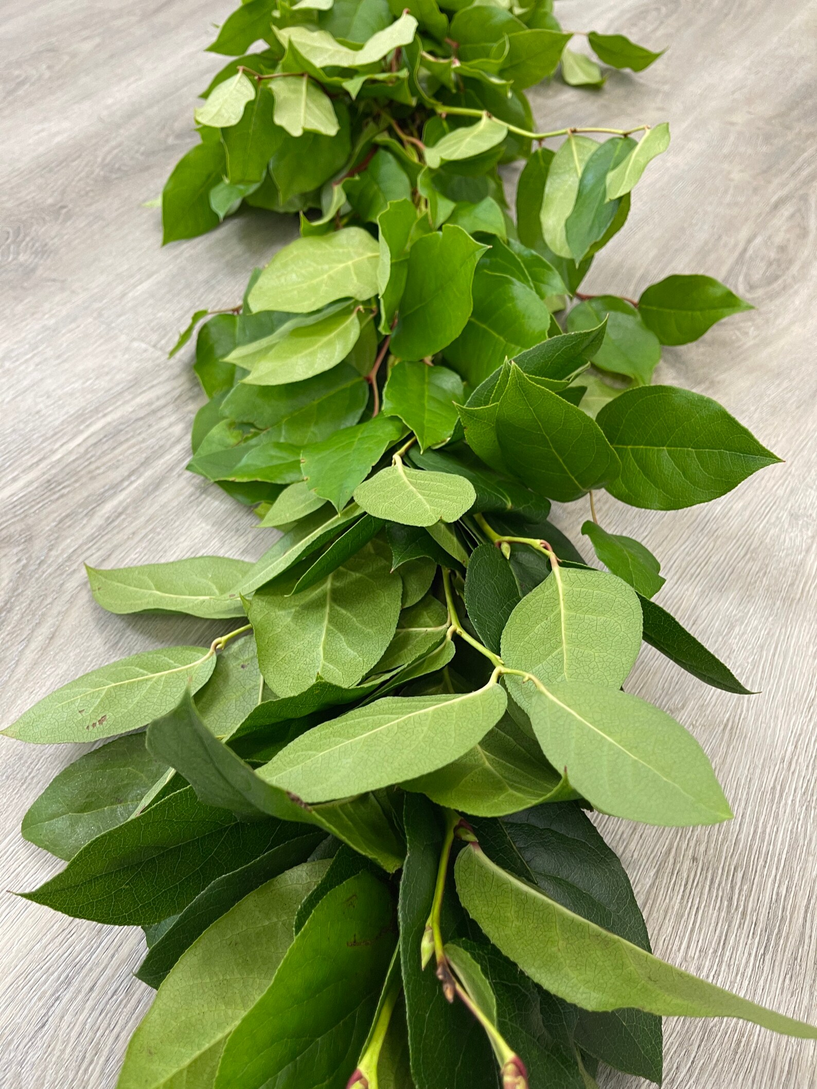 Fresh Garland Salal Lemon Leaf// Natural Salal Combo Garland Etsy