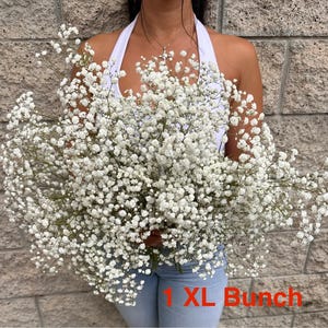 Ramo de Gypsophila blanca XL: aliento de bebé fresco, decoración para bodas y hogar 1 XL Grower Bunch