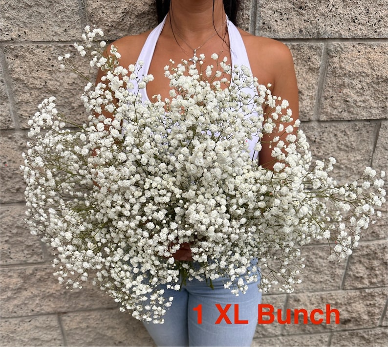 Ramo de Gypsophila blanca XL: aliento de bebé fresco, decoración para bodas y hogar 1 XL Grower Bunch