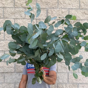 Large Fresh Silver Dollar Eucalyptus Bundle, California Grown Eucalyptus