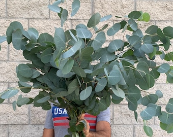 Large Fresh Silver Dollar Eucalyptus Bundle, California Grown Eucalyptus