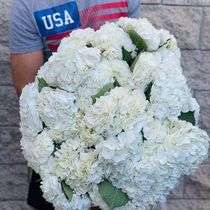 fresh hydrangea