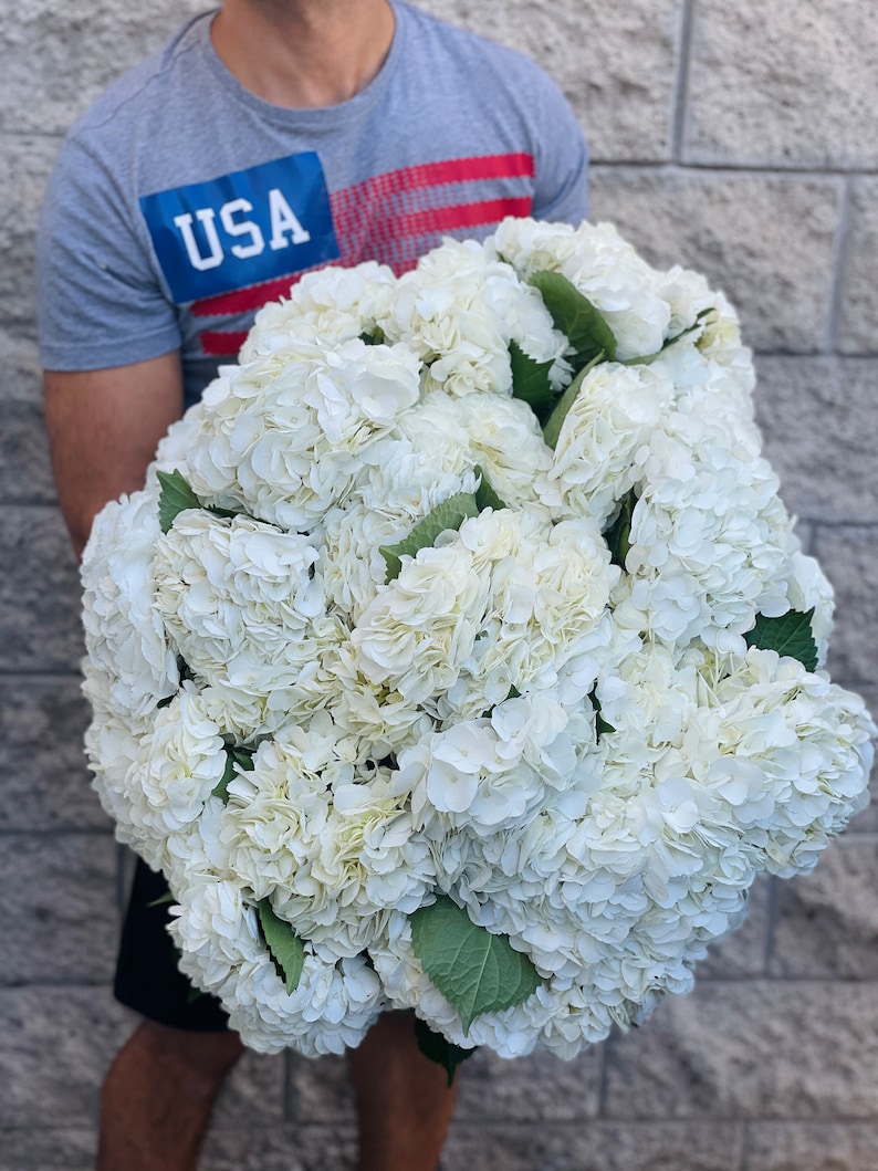 fresh hydrangea