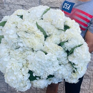 white hydrangea