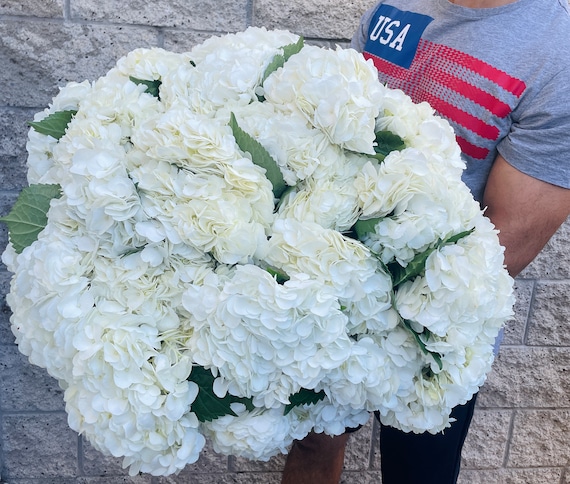 30 XL Fresh White Hydrangea Stems: Wedding Flowers