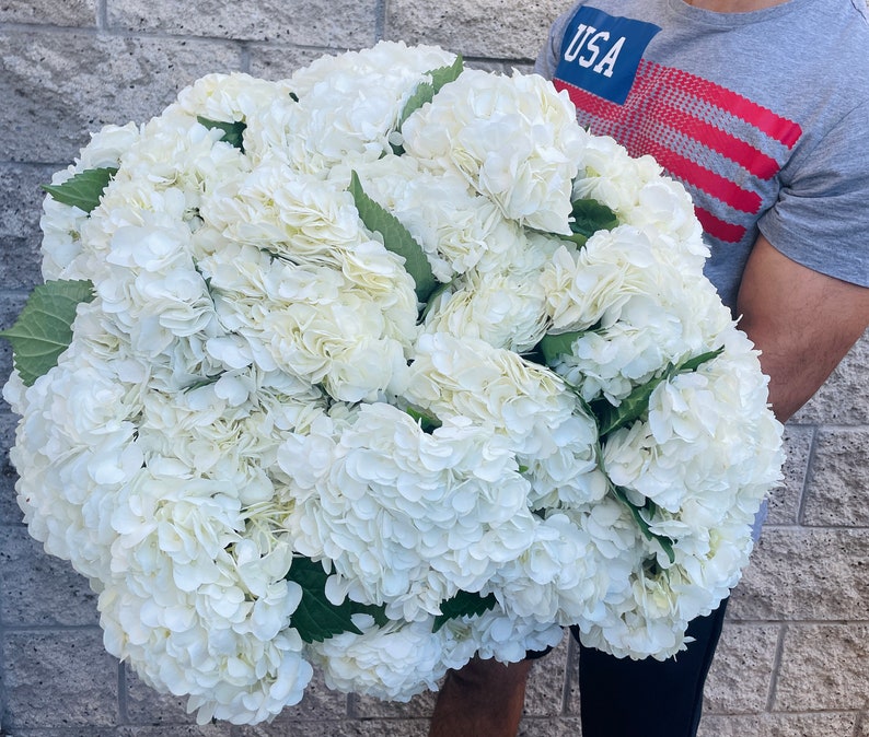 white hydrangea