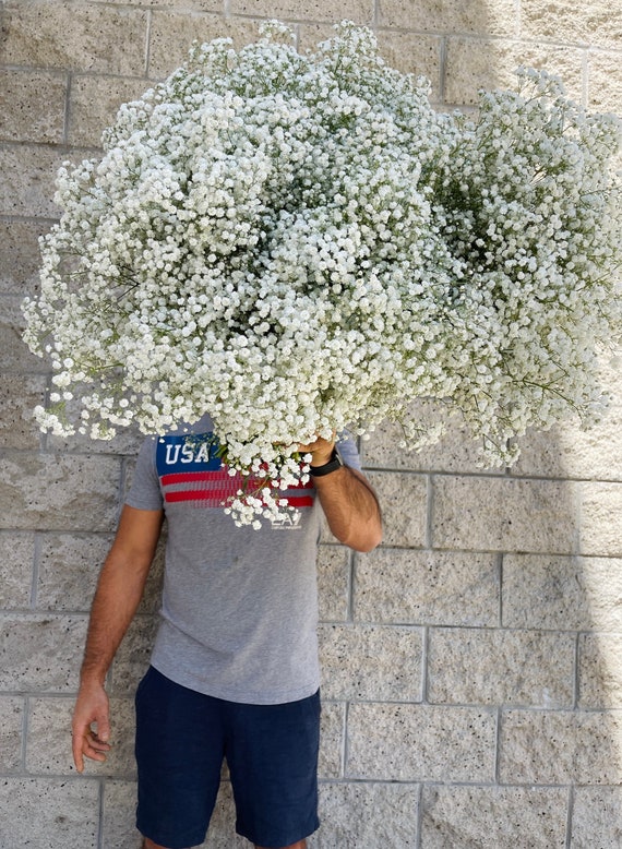 Fresh Baby's Breath Bouquet: XL White Gypsophila, Wedding & Home Decor