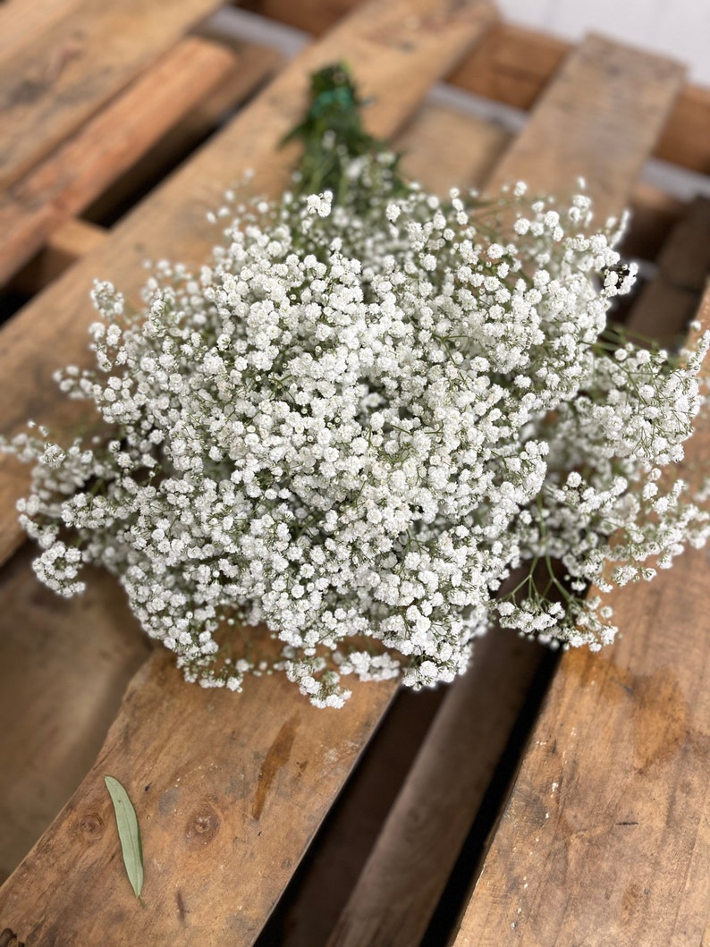 XL Babys Breath Bunch // Fresh Babysbreath Bouquet// Million Etsy