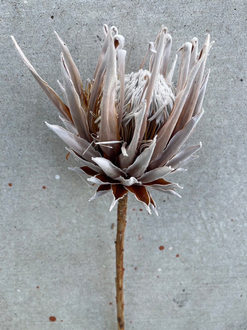 Large King Protea Stem // Naturally Grown Protea in Sunny California // Pink Eye image 4