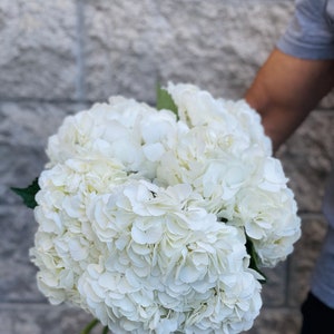 May include: A large bouquet of white hydrangea flowers. The flowers are tightly clustered, with many layers of delicate petals. The bouquet is held against a gray brick wall background. The flowers are a bright, clean white.