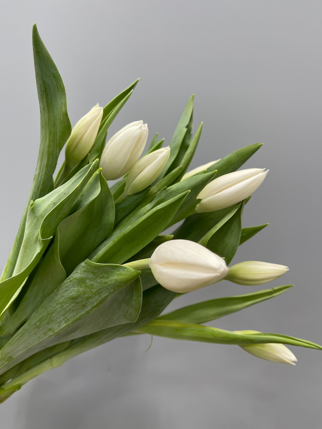 20 Fresh White Tulips Fresh Cut Flower Bulk Wedding Flowers Wholesale