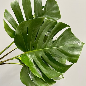 Large Fresh Monstera Bundle, 5 Stems Monstera Leaves, Fresh Greenery