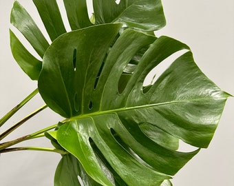 Large Fresh Monstera Bundle, 5 Stems Monstera Leaves, Fresh Greenery