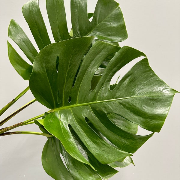 Large Fresh Monstera Bundle, 5 Stems Monstera Leaves, Fresh Greenery