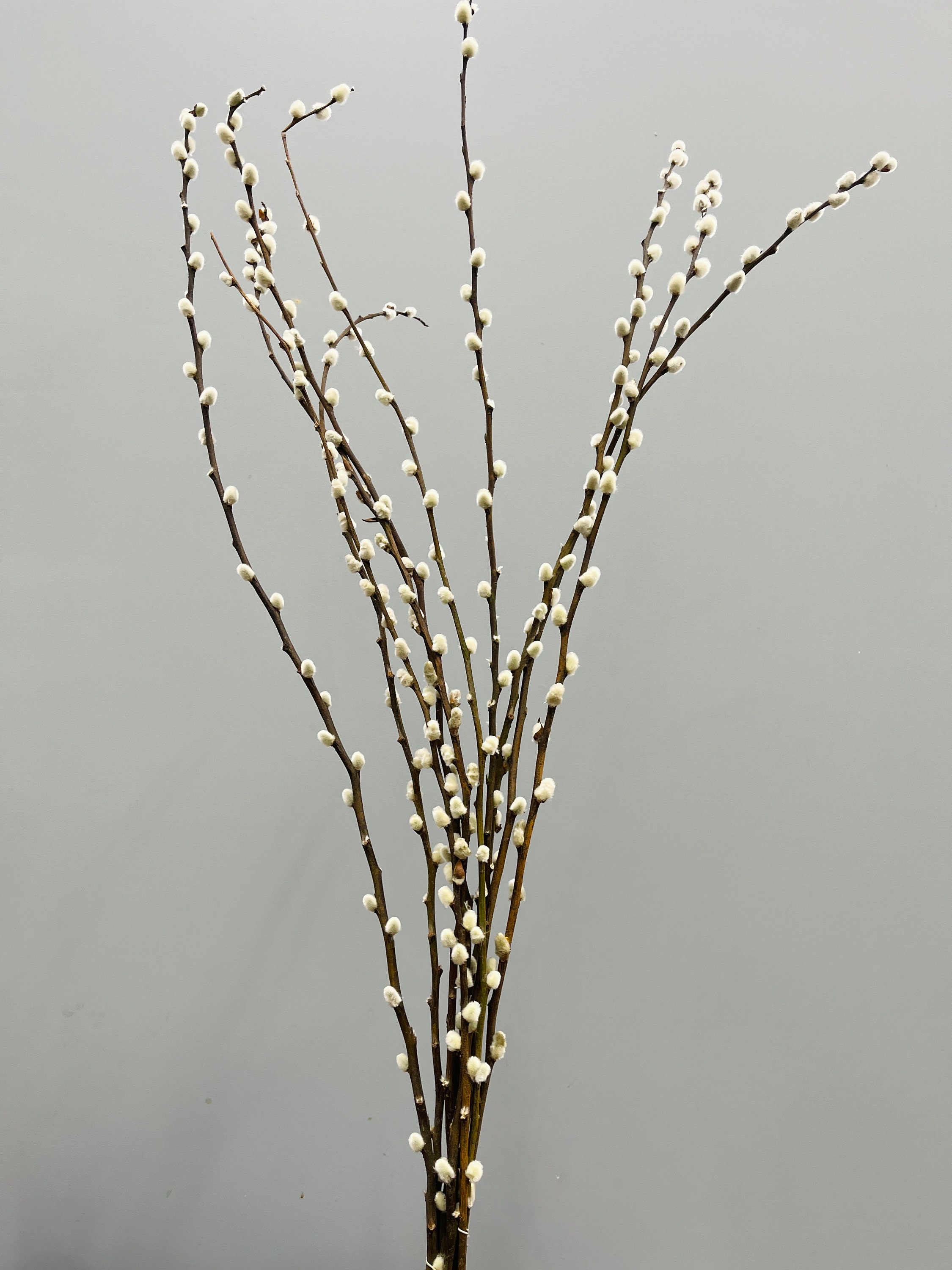 Pussy Willow Stem – Dear Grace Home Interiors