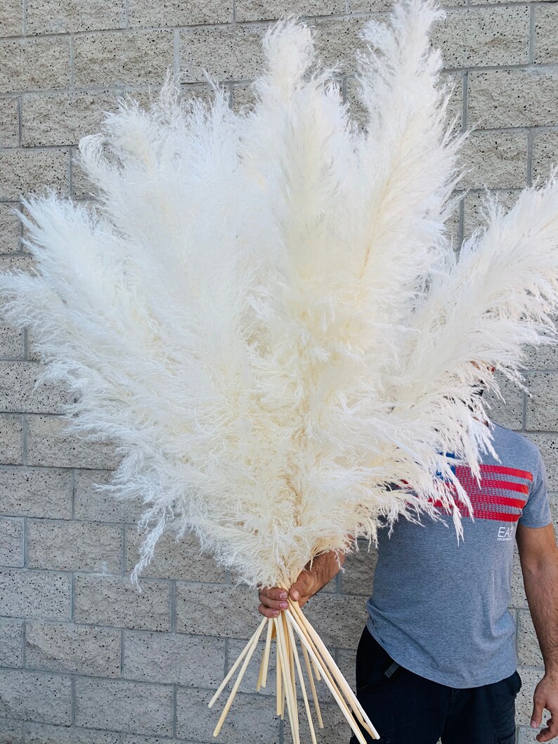 Large Fluffy Bleached White Large Pampas Grass // Natural | Etsy