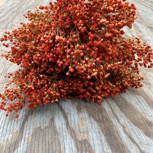 Orange Brooms Filler /Terracotta Filler // Dried & Preserved Filler Flower