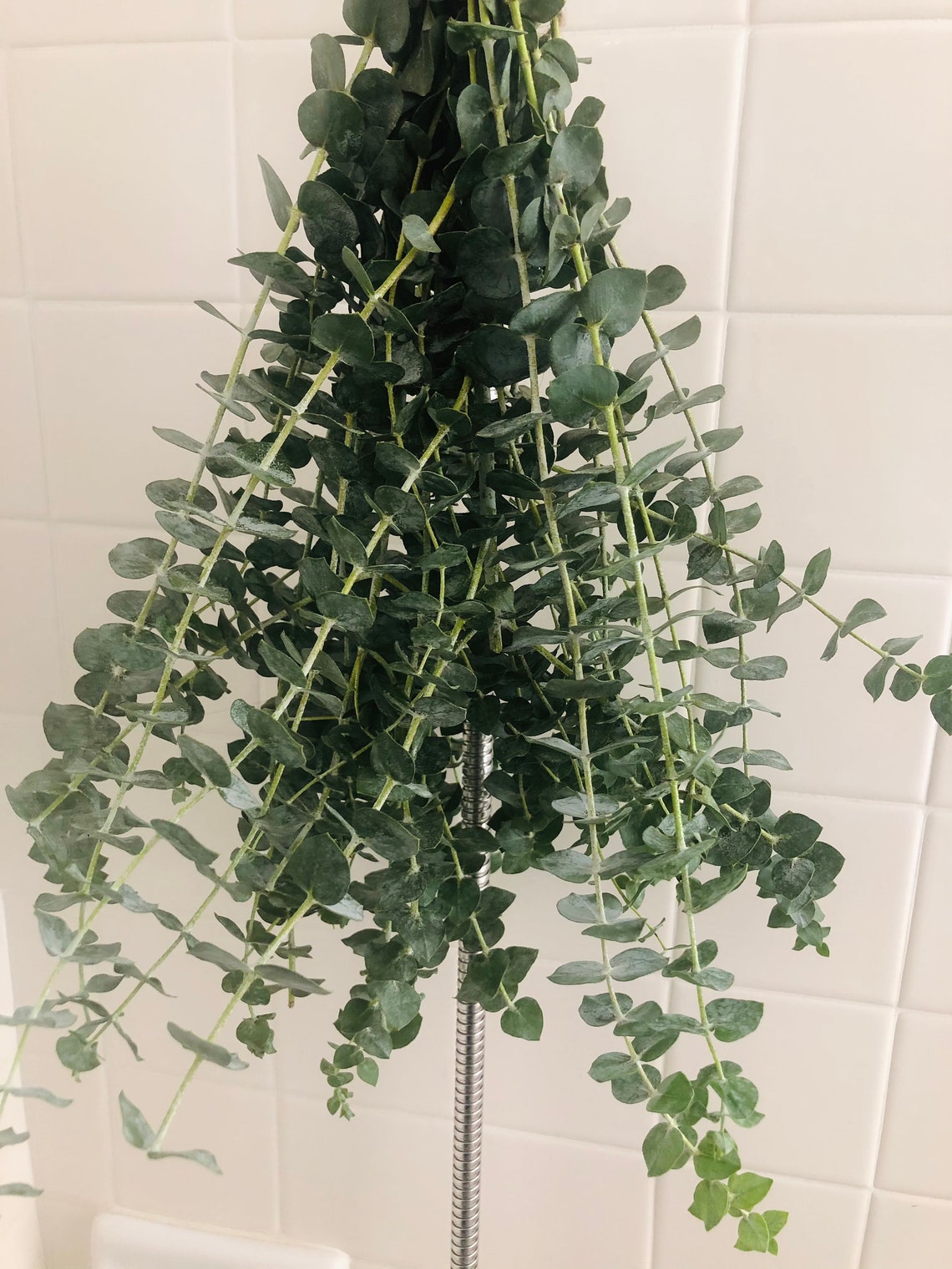 Large Fresh Shower Eucalyptus Bunch Aromatherapy Shower Etsy