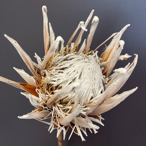 Large King Protea Stem // Naturally Grown Protea in Sunny California // Pink Eye image 2