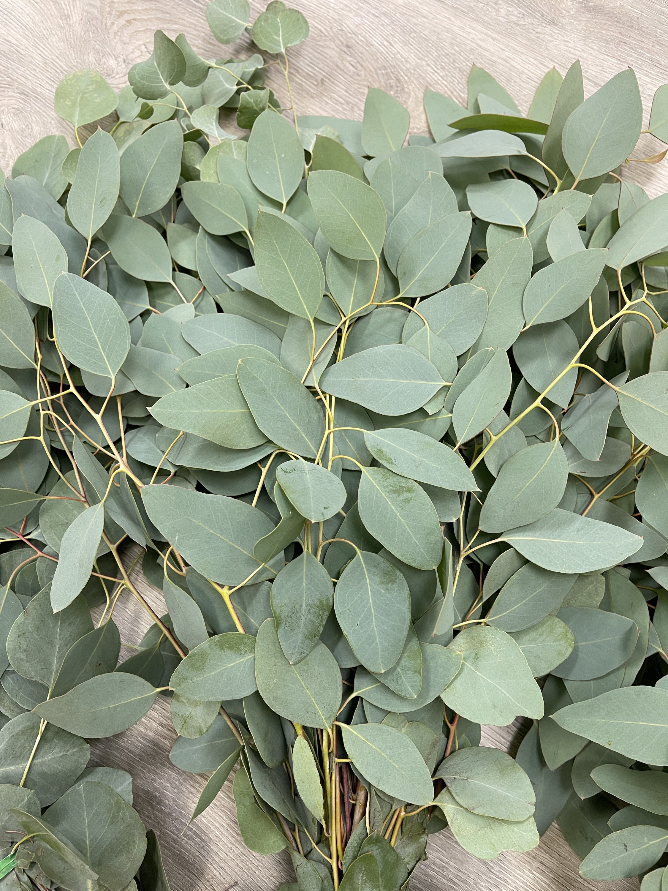 Large Fresh Silver Dollar Eucalyptus Bundle California Grown Etsy