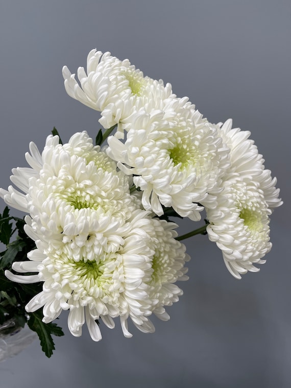 20 Fresh White Football Mum China Mum Cut Flower Bulk Wedding Flowers  Wholesale Flowers 