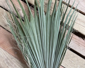 5 Dried Bearded Palm Leaves: Natural Home Decor (15x20 inches)