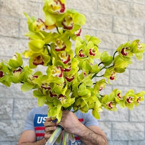 Fresh Green Cymbidium Orchid Stem // Large Fresh Cut Cymbidium stem with Burgundy Lip