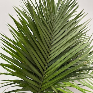 XL Fresh (15ct) Commodor Palm Fronds// Palm Leaf // Palm Sunday // Tropical Decor // Wedding Palms // Palms