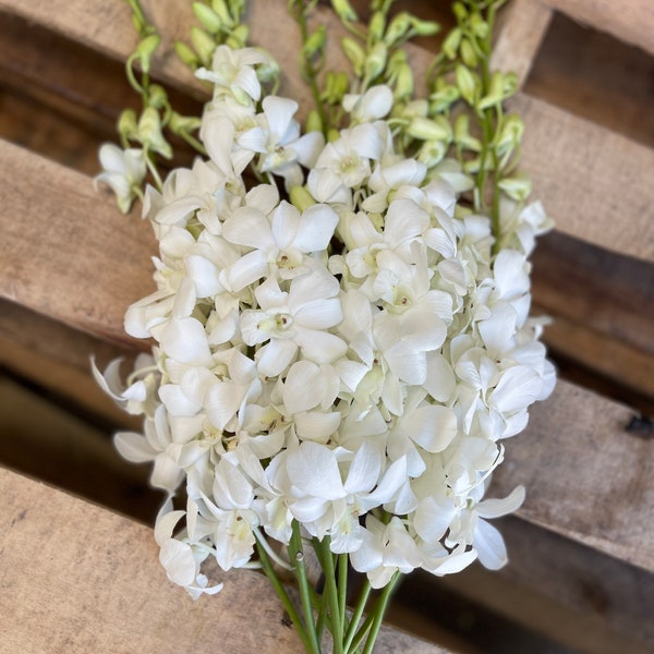 Fresh White Dendrobium Orchids // 10 Stems per Bundle // Fresh Orchids // Wedding Centerpieces