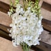 see more listings in the Fresh Cut Orchids section