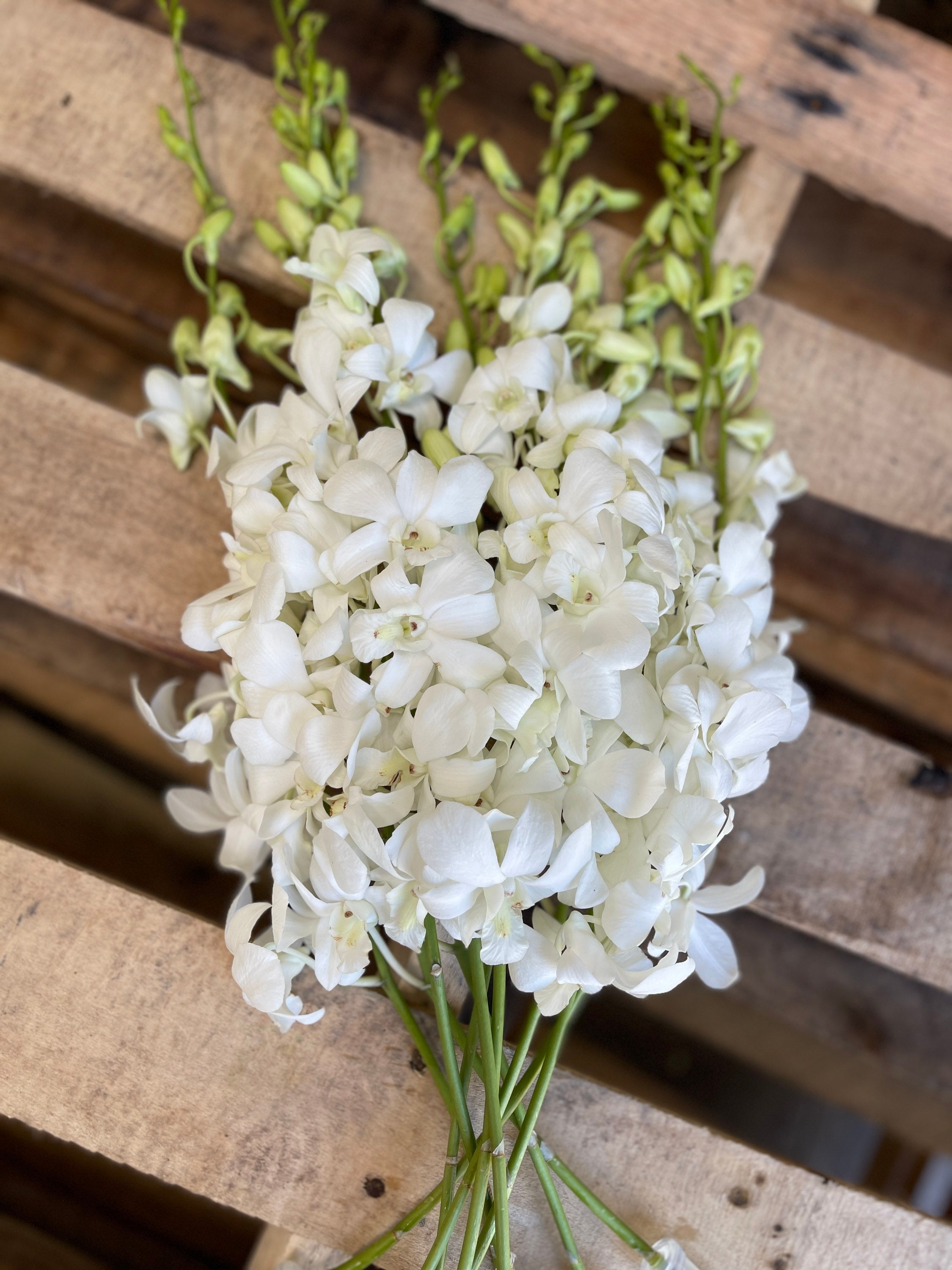White dendrobium orchids deals