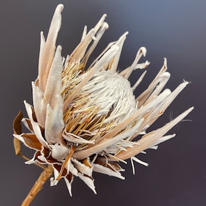 Large King Protea Stem // Naturally Grown Protea in Sunny California // Pink Eye image 1