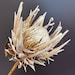 see more listings in the Dried Bulk Flowers section