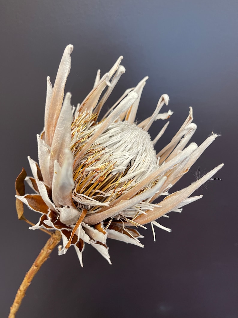 Large King Protea Stem // Naturally Grown Protea in Sunny California // Pink Eye image 1