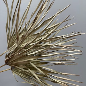 7 Large Wispy Sage Palms // Dried Preserved Palms/ Home Decor // Naturally Grown and Preserved // Dried Palms Assorted Sun Palms