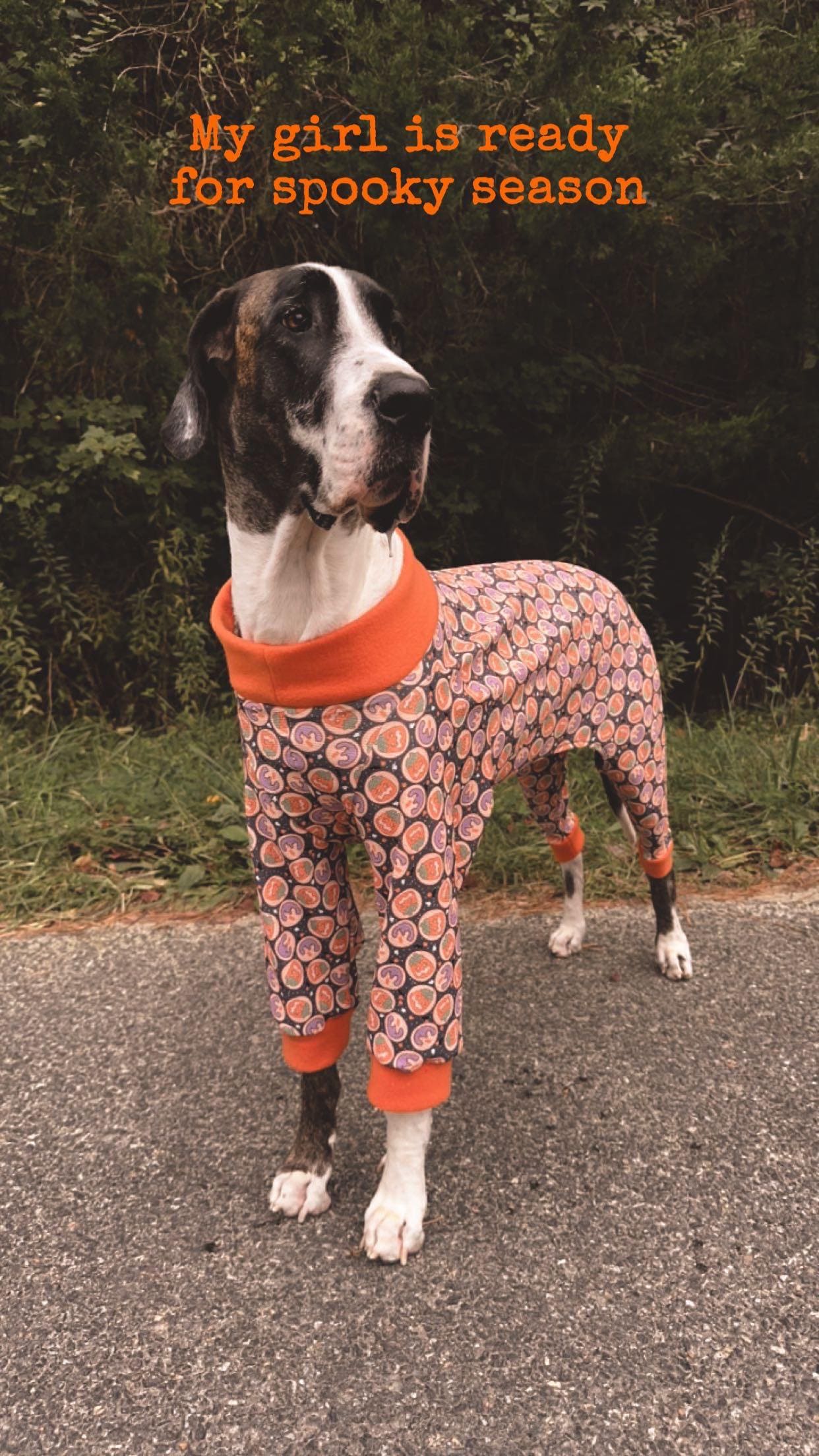 Pittie Clothing Large Dog Clothes For Pitbulls Pitbull Clothing