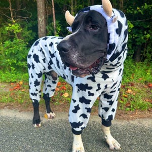 May include: A large dog wearing a white and black cow-print fleece onesie. The garment features a hood with two small, light-colored plush horns attached to the top. The onesie covers the body and legs, ending in dark cuffs at the paws.